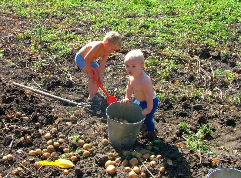 Дети собирают картошку 